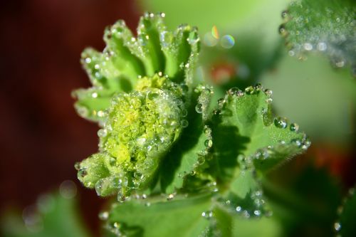 drop macro nature