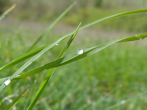 drop blade of grass spring rain