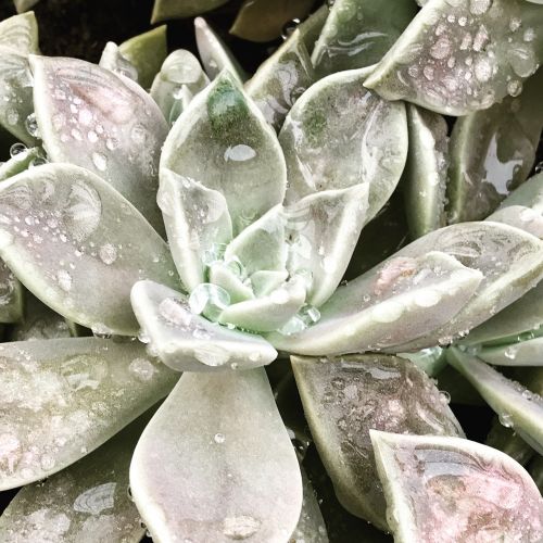 drop succulent plant