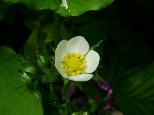 drop flower strawberries