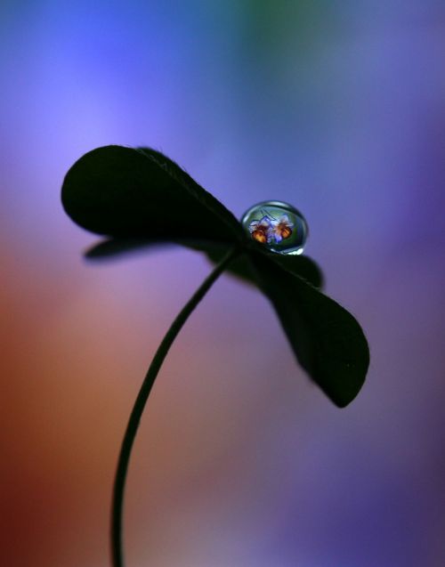 drop macro clover