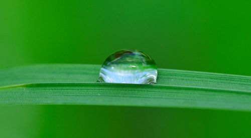 drop water grass