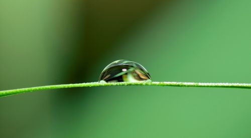 drop water grass