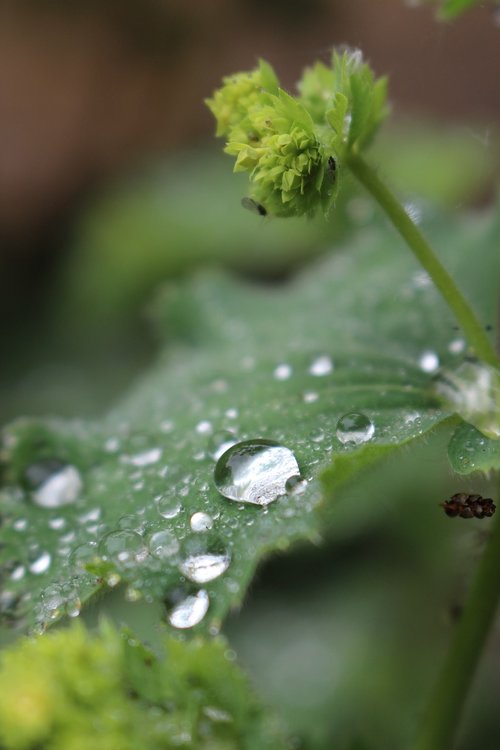 drop  nature  leaf