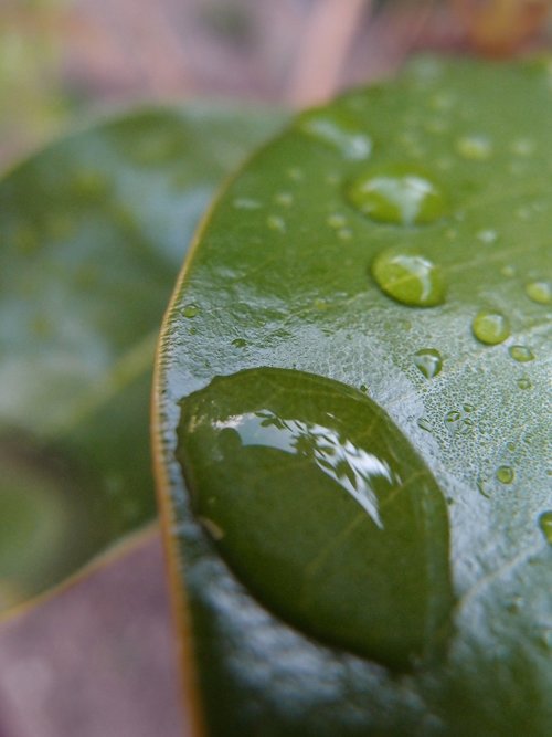 drop  rocio  leaf