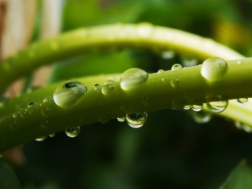drop  drops  stem