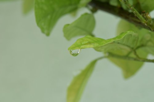 drop  leaf  green