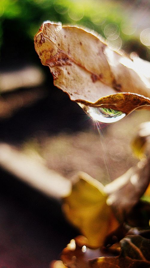 drop water leaf