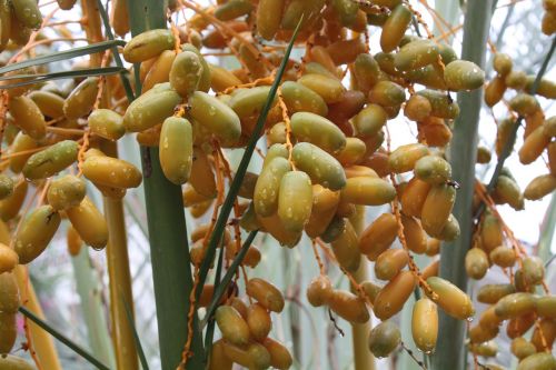 drop fruit tree