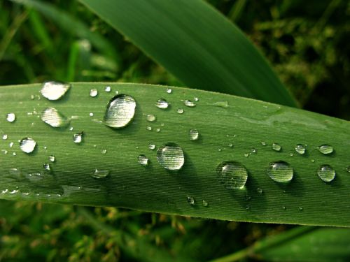 dew water drop rain drops