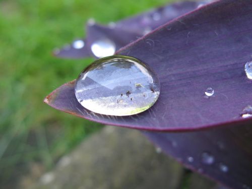 drop of water on purple leaf magnification