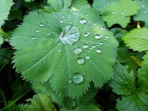 drop of water plant leaf raindrop