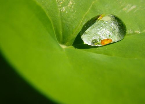 drop of water drip leaf