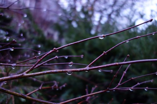 drop of water branch nature