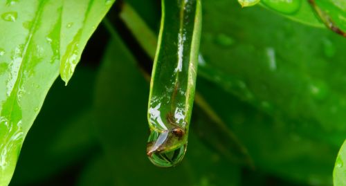 drop of water after the rain close