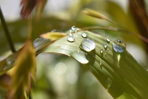 drop of water nature raindrop