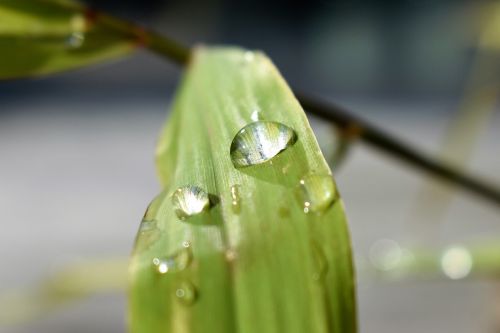 drop of water nature raindrop
