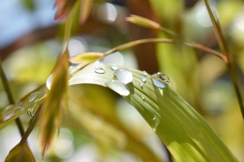 drop of water nature raindrop