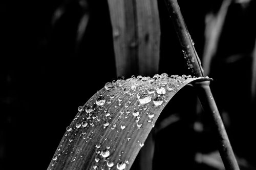 drop of water rain reed leaf