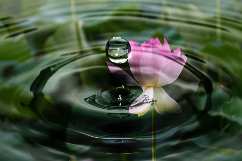 drop of water wave blossom