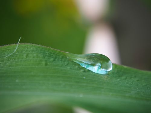 drop of water water drip