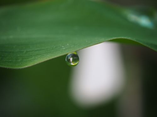 drop of water dew sun