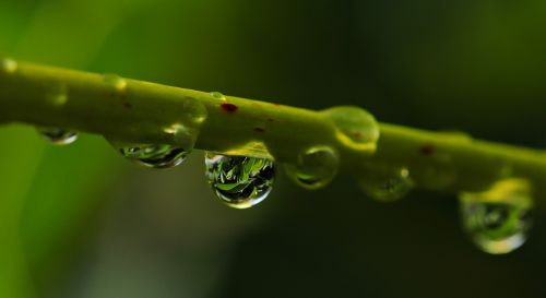 drop of water drip nature