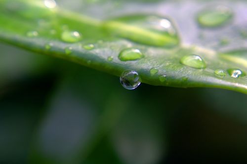 drop of water drip leaf