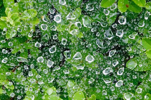 drop of water moisture plants green