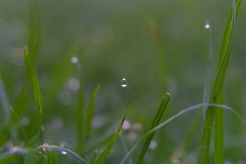 drop of water drip grass