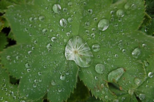 drop of water leaf macro