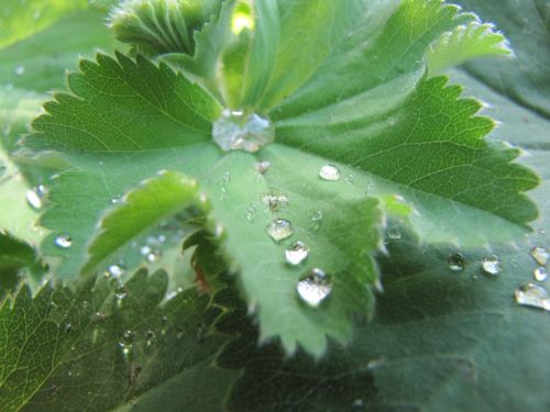 drop of water green leaf