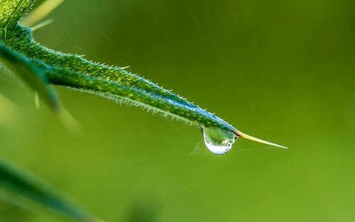 drop of water  raindrop  drip