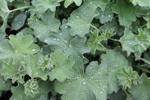 drop of water  green plant  raindrop