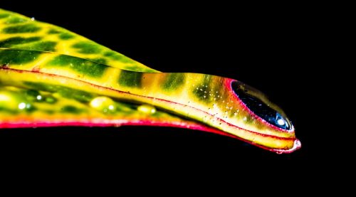 drop of water drip leaf