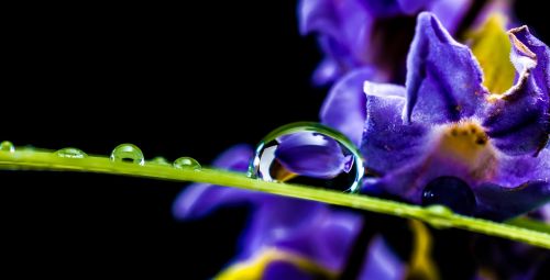 drop of water drip blade of grass