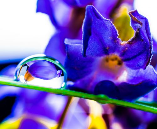 drop of water drip blade of grass