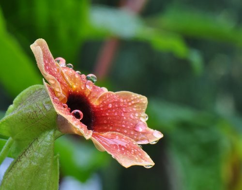 drop of water  blossom  bloom