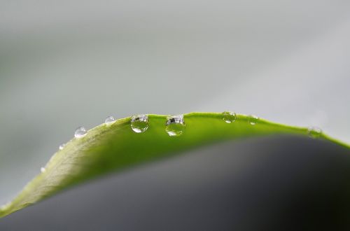 drop of water drip green