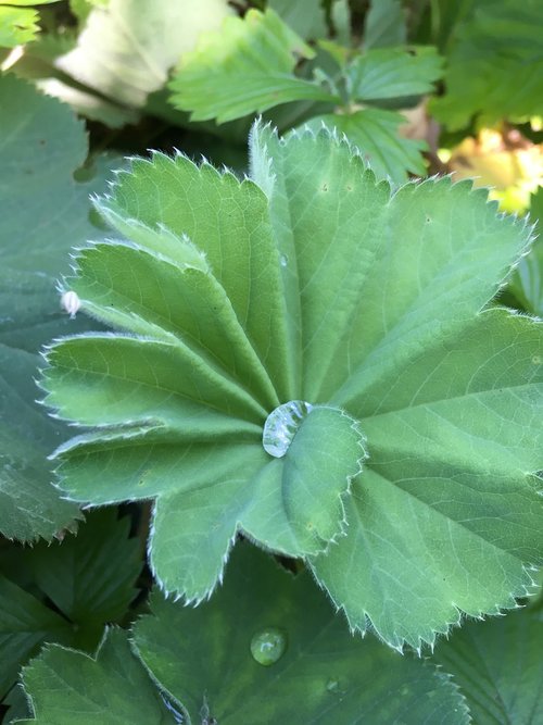 drop of water  flower  leaf