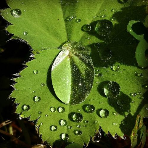 drop of water leaf raindrop