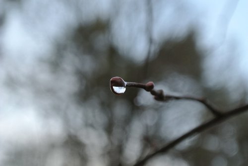 drop of water  branch  tree