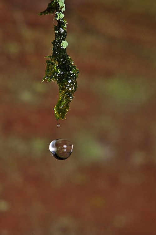 drop of water  moss  forest
