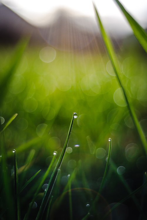 drop of water  grass  background