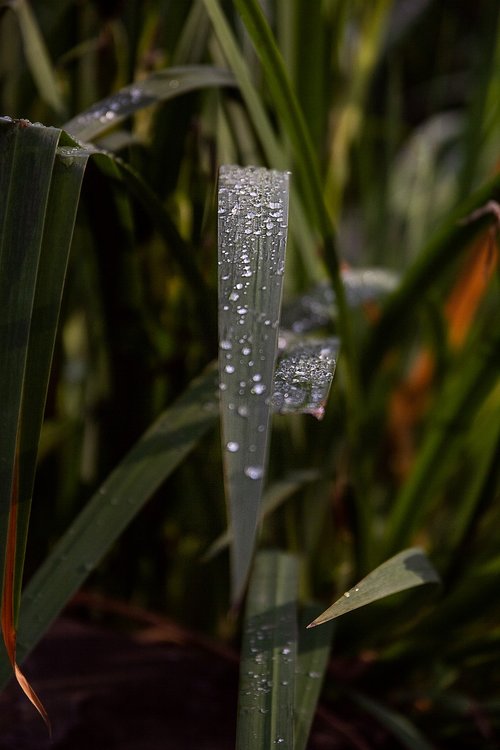 drop of water  blade of grass  drip