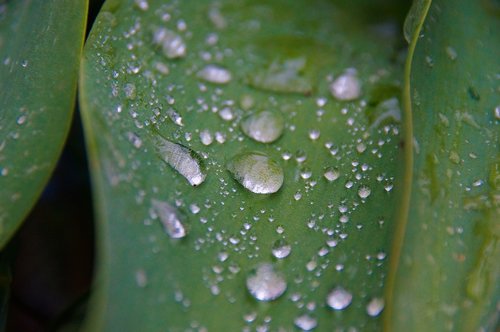 drop of water  water  leaves