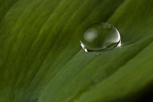 drop of water  leaf  rain
