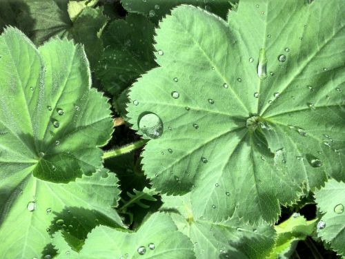 drop of water leaf plant