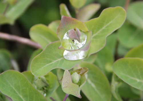 drop of water plant water