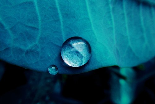 drop of water  rocio  nature